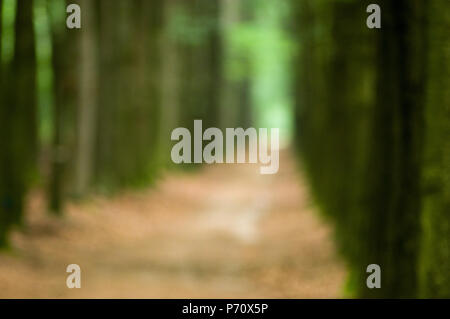 Forest path blurred background Stock Photo