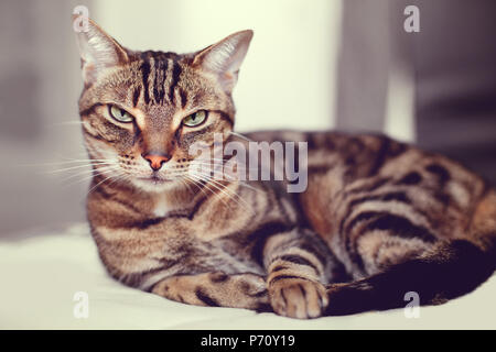 Closeup portrait of cute adorable tabby cat with stripes and yellow green eyes lying on sofa couch. Domestic pet indoors at home. Toned with filters Stock Photo