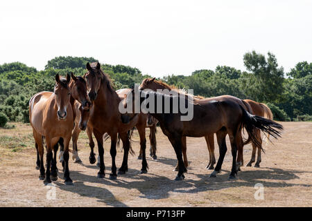 A gathering of New Forest Ponies Stock Photo