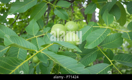walnuts growing on the tree Stock Photo