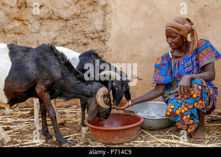 Cattle breeder Animata Guiro, UBTEC NGO in a village near Ouahigouya, Burkina Faso, West Africa, Africa Stock Photo
