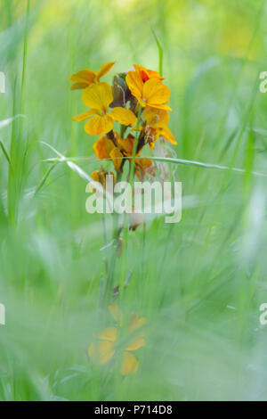 Cheiranthus cheiri in the middle of the grass in the meadow. wild plant Stock Photo