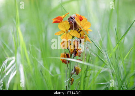 Cheiranthus cheiri in the middle of the grass in the meadow. wild plant Stock Photo