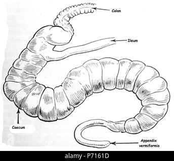 Ileum Caecum Colon of rabbit IMG 5771 Stock Photo - Alamy