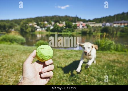 Summer time with dog in countryside. Hand holding ball against happy labrador retriever running for tennis ball. Stock Photo