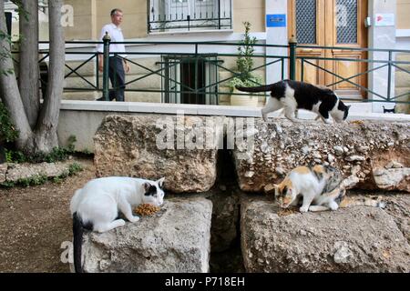 wild cats eating donated food in athens street greece Stock Photo