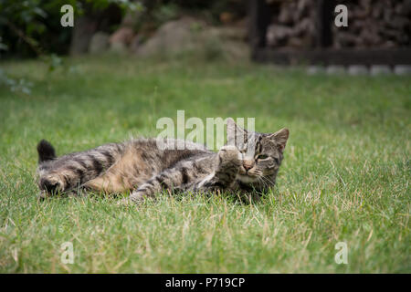 Striped, grey tabby cat lying in grass, looking in the camera, her one paw up Stock Photo
