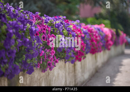 Lots of lush, abundantly flowering, colorful petunias colorful petunias galore Stock Photo