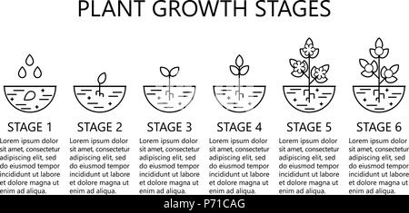 Plant growth stages infographics. Line art icons. Planting instruction ...