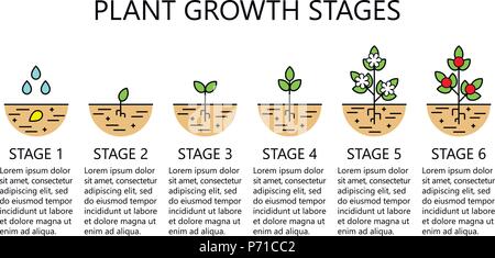 Plant Growth Stages Infographics Royalty Free Vector Image