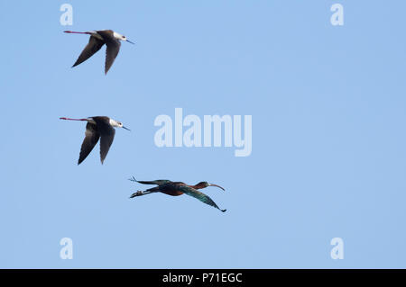 Glossy ibis (Plegadis falcinellus) and black-winged stilt (Himantopus himantopus) flying in Ses Salines Natural Park(Formentera,Balearic Islands,Spain Stock Photo