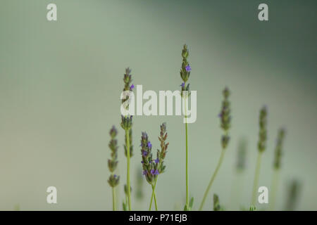 Lavender bushes close up on sunset. Bushes of Lavender flowers blooming. Purple field flowers background.Lavender flowers on field with blurred green background. Copy space Stock Photo