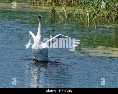 Swan at RSPB Newport, South Wales. UK Stock Photo