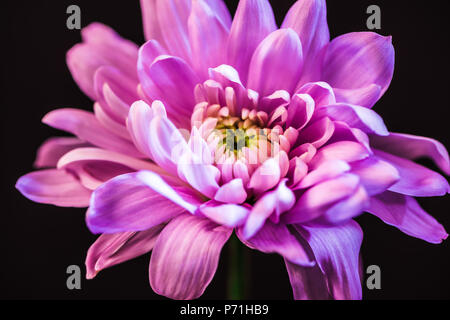 close up of one pink daisy flower, isolated on black Stock Photo