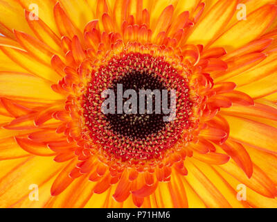 Red and yellow gerbera flower, closeup detail with pollen. Stock Photo