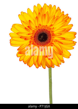 Red and yellow gerbera flower, on stem, isolated on white background. Stock Photo