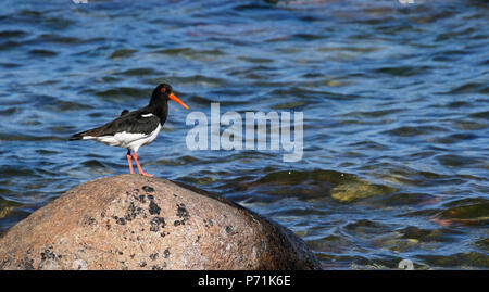 Oystercatcher, Haematopus ostralegus, standing on a stone at the seashore of Baltic Sea in Gotland Island, Sweden. Stock Photo