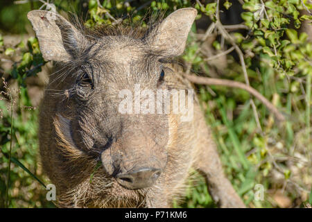 Natural color outdoor wildlife animal photo of a single isolated warthog taken during a safari in South Africa on a  bright sunny day sunny day