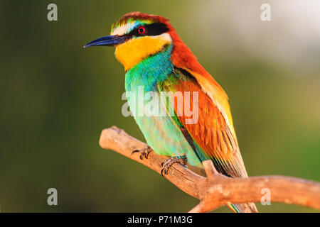exotic bird sitting on a dry branch , wildlife, unique frames Stock Photo