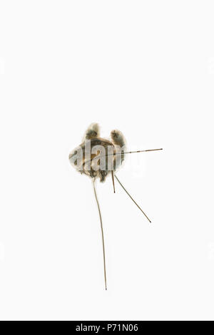 Rat-tailed maggots, Drone fly larvae with internal digestive system clearly showing up along length of body and long siphon tail Rat-tailed maggots, Drone fly larvae with internal digestive system clearly showing up along length of body and long siphon tail