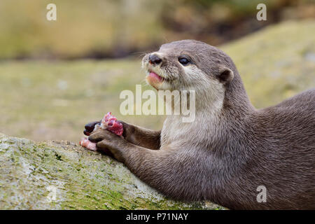 Close up portrait of an Asian small clawed otter sitting on a rock while eating Stock Photo