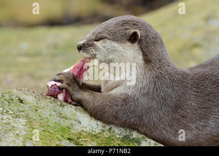 Close up portrait of an Asian small clawed otter sitting on a rock while eating Stock Photo