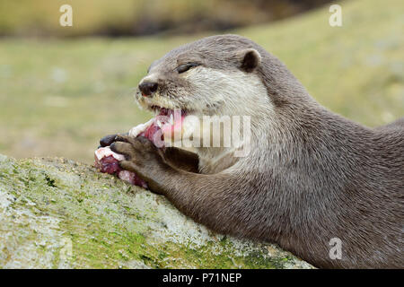 Close up portrait of an Asian small clawed otter sitting on a rock while eating Stock Photo