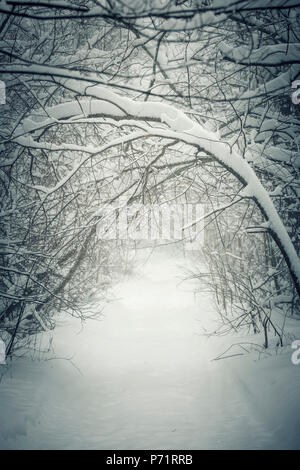 Snowy path through winter forest with overhanging heavy branches bending under snow and forming a tunnel. Ontario, Canada. Stock Photo