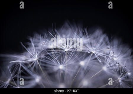 Extreme macro closeup of dandelion seeds over black background with water drops Stock Photo