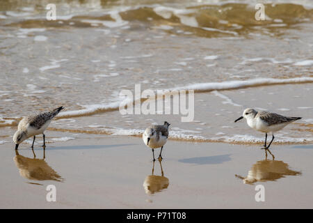 Small group of Sandpipers (Sanderlings) feeding on the shore at Crystal Cove State Park in Laguna Beach, California Stock Photo