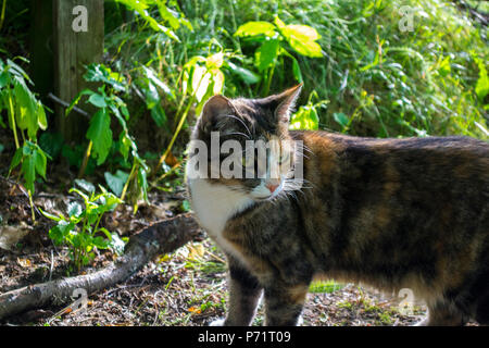 A cute and fluffy cat on the hunt Stock Photo