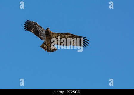 Juvenile Bald Eagle in flight (Haliaeetus leucocephalus), Jasper National Park, Alberta, Canada, North America Stock Photo