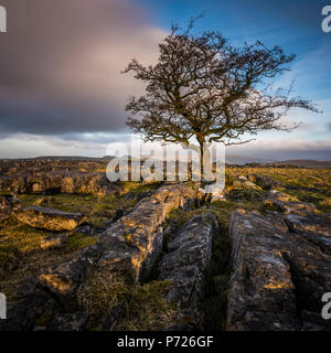 A lone weathered tree in amongst the limestone pavement of the Yorkshire Dales National Park, Yorkshire, England, United Kingdom, Europe Stock Photo