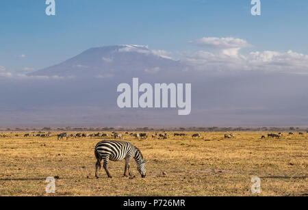 Zebra and Mount Kilimanjaro in Amboseli National Park, Kenya, East Africa, Africa Stock Photo