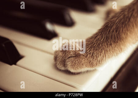 Cats paws lying on the piano keys close up cat playing. Stock Photo