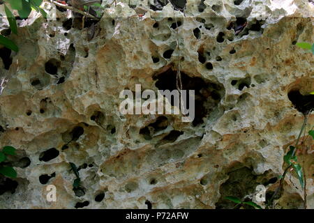 Shell stone texture. background shell rock Stock Photo