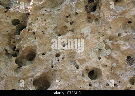Shell stone texture. background shell rock Stock Photo