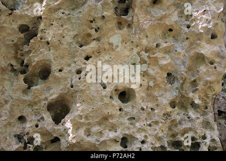 Shell stone texture. background shell rock Stock Photo