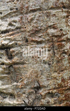 Beautiful bark of the baobab tree Stock Photo