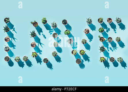 top view of word love made from green potted plants on blue Stock Photo