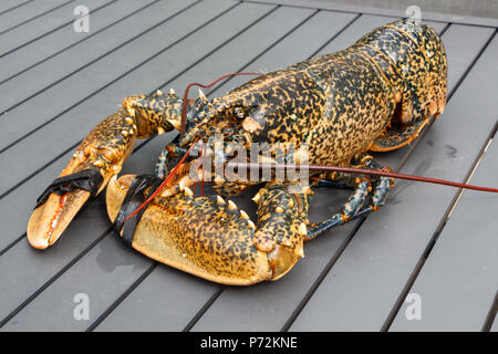 Breton alive lobster after fishing in Brittany Stock Photo
