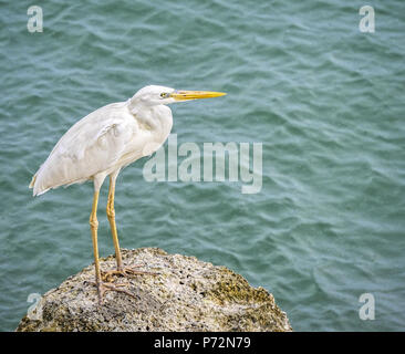 Great White Heron-Ardea herodias occidentalis, a white morph of the Great Blue Heron,  sitting unhappily  in the rain in the Florida keys. Stock Photo