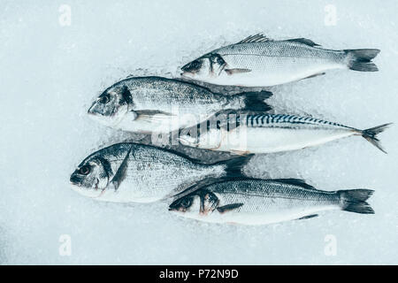 close-up view of fresh gourmet uncooked seafood on ice Stock Photo