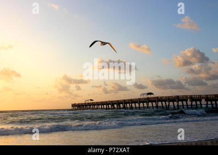 A Bird in Flight Stock Photo