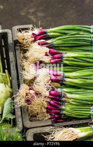 Organic Scallions at a Farmers Market in New Jersey Stock Photo - Alamy