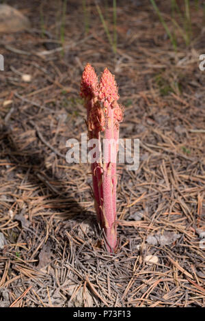 woodland pinedrops