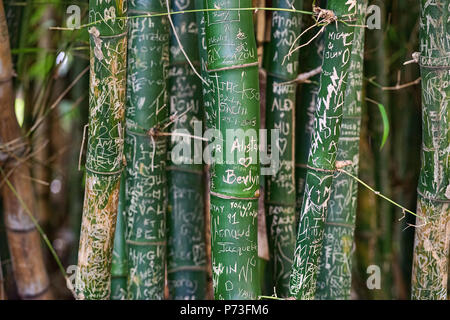 Writings on green bamboo trees at a garden in Mauritius - spoiling / ruining the nature / environment - man and his adverse actions Stock Photo