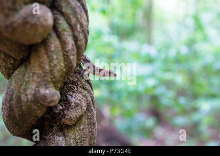 Close up of a lizard sitting on a liana in the jungle of Tikal, Guatemala, Central America Stock Photo