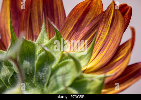 Red Sunflower in Spring. June 2018 - Los Angeles, California USA Stock Photo