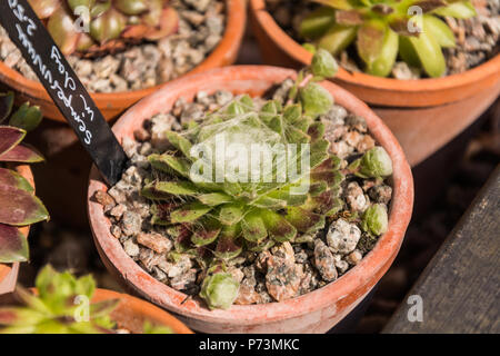 Sempervivum arachnoideum (liveforever, cobweb house-leek, Crassulaceae family) bedded in clay. The pot is terracotta. Stock Photo